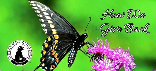 butterfly on blazing star, certified wildlife sanctuary