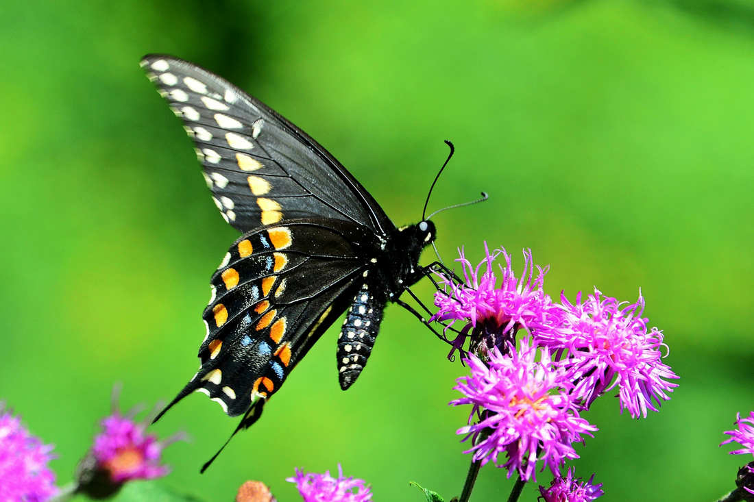 Black Swallowtail Butterfly on Rough Blazing Star